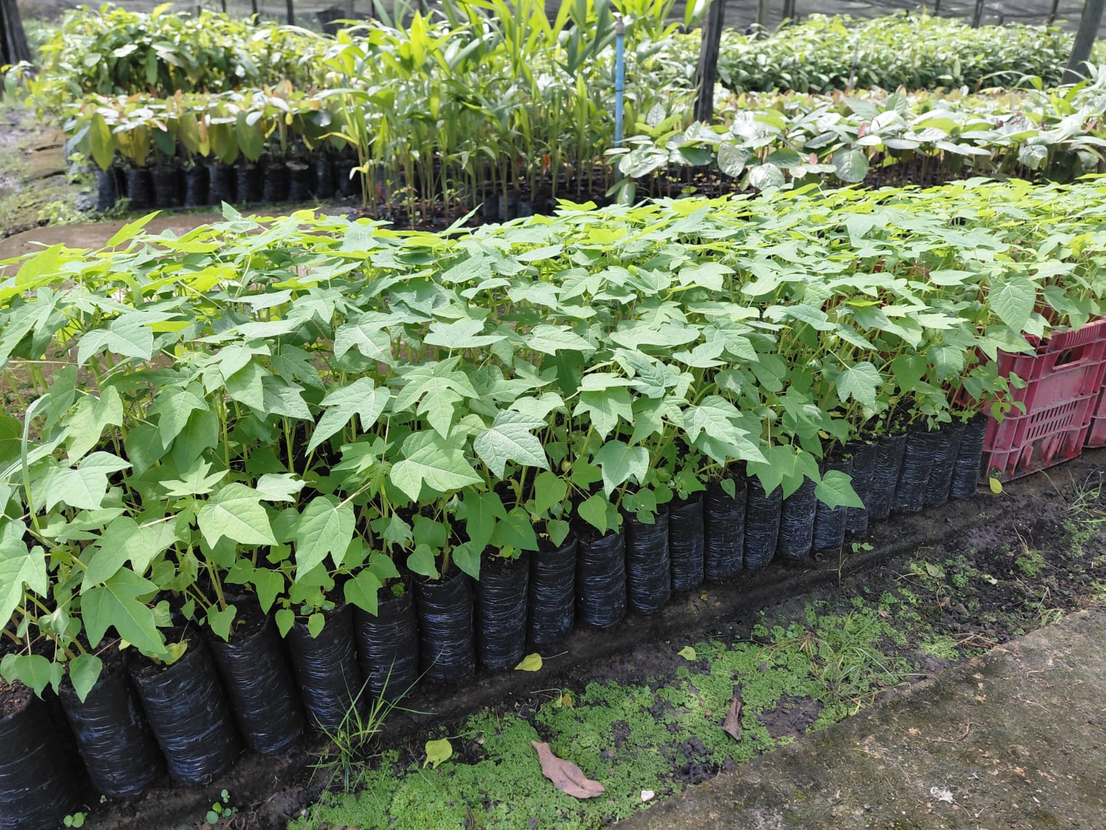 Mudas em sacos de cultivo