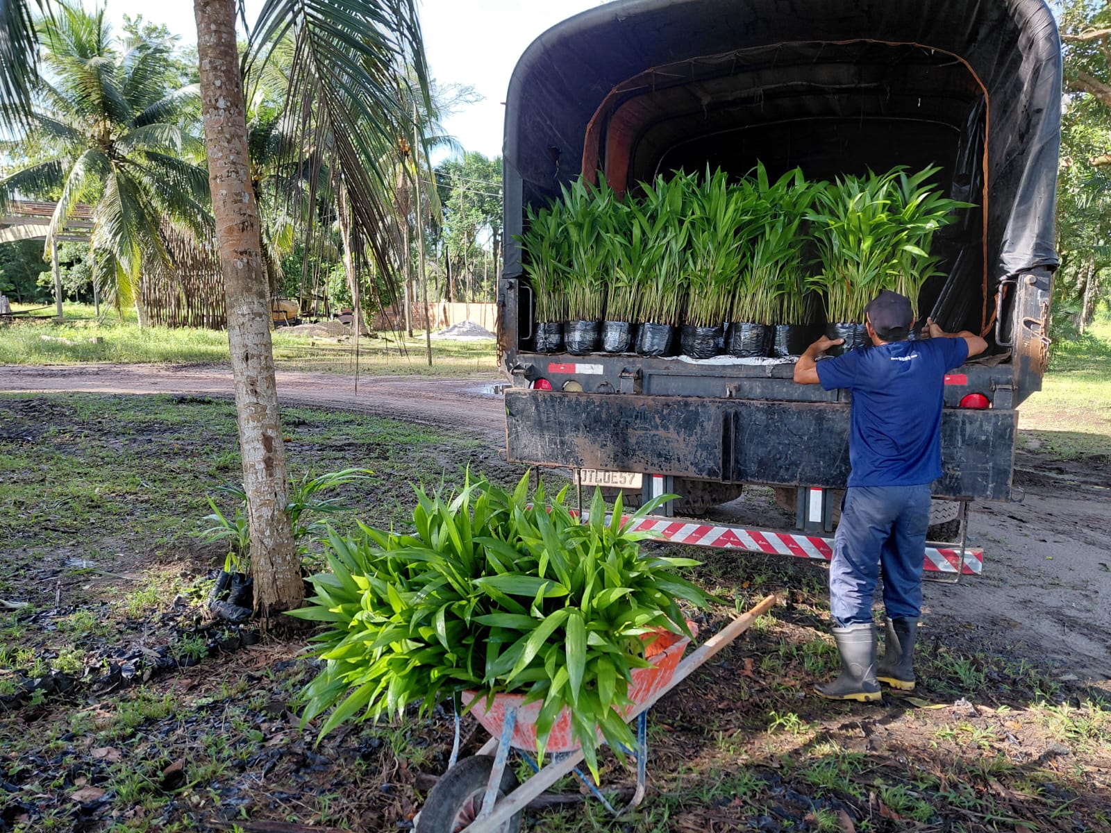 Preparação de mudas para transporte