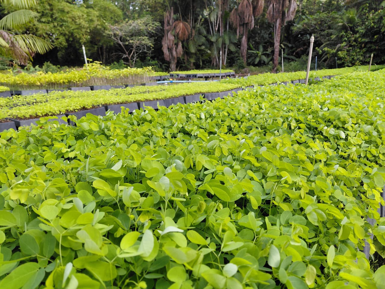 Mudas produzidas em tubetes no Viveiro São Francisco