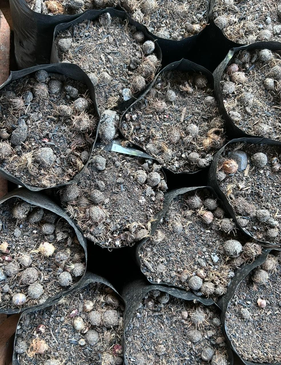 Detalhe do substrato preparado nos recipientes de cultivo